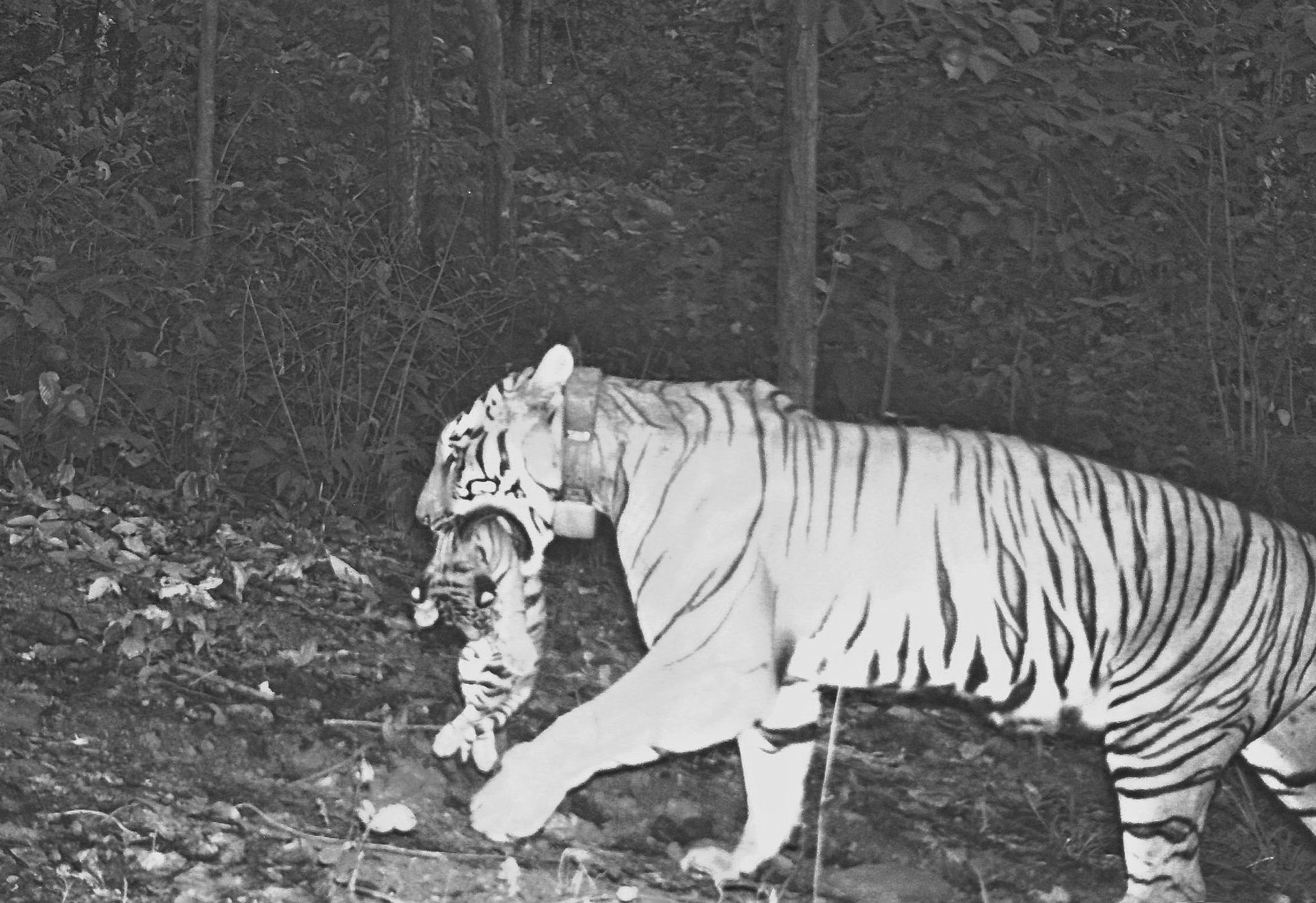 Tigress Zeenat Gives Birth To Four Cubs In Similipal After Rare 300-Km Interstate Journey