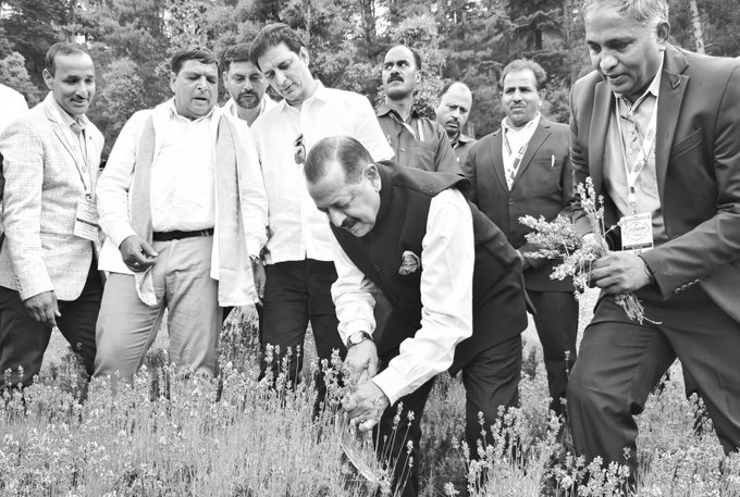 Lavender Beauty! J&K's Bhaderwah Purple Revolution Blooms Again as Lavender Festival Begins