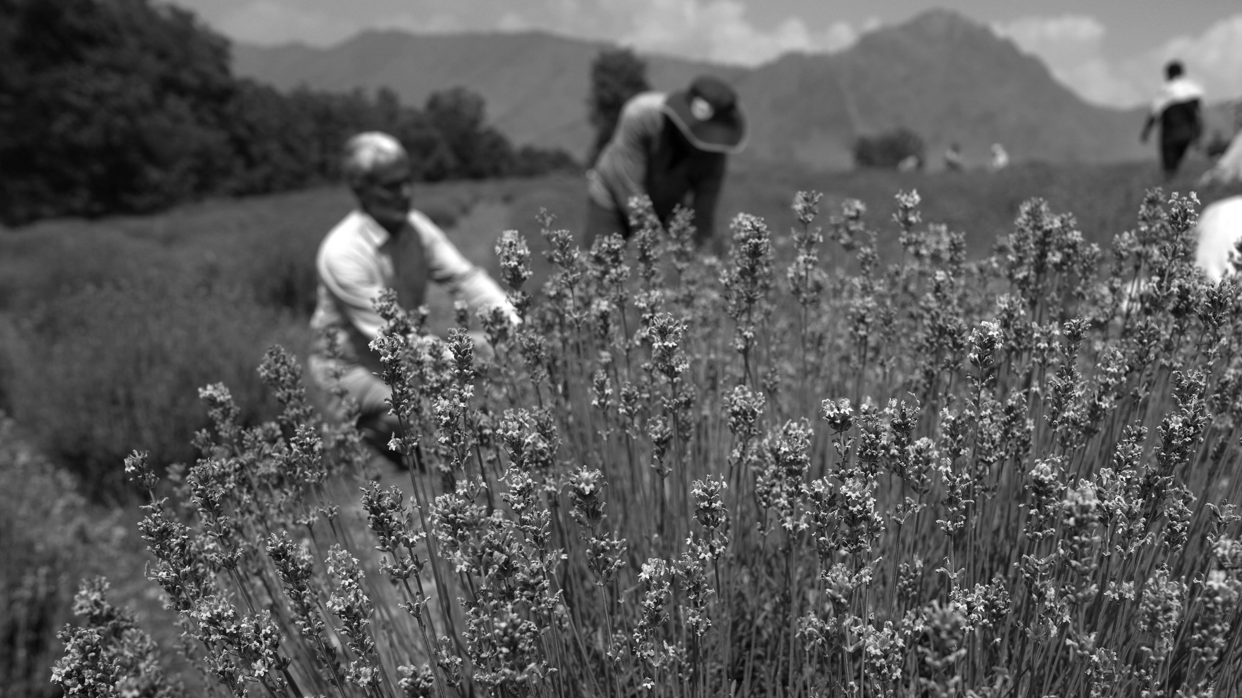 Lavender Beauty! J&K's Bhaderwah Purple Revolution Blooms Again as Lavender Festival Begins