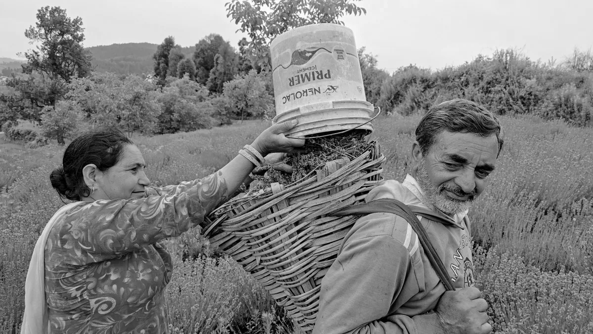 Lavender Beauty! J&K's Bhaderwah Purple Revolution Blooms Again as Lavender Festival Begins