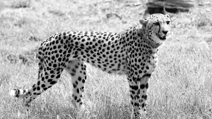 Indian-Born Cheetah KGP11 Dies At Kuno After Five-Day Battle With Injuries