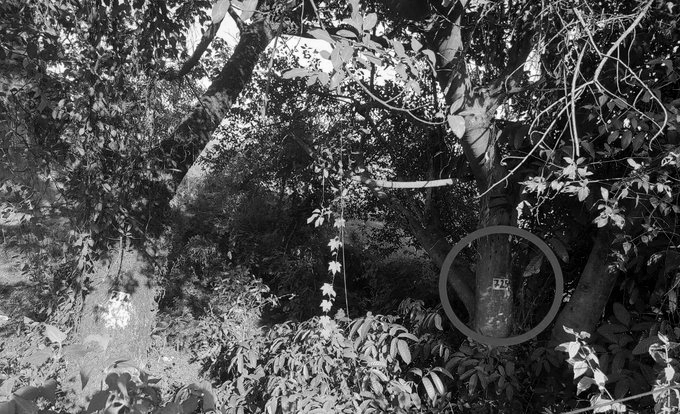 GCCI Urges Goa to Prioritise Native Fruit Trees in 10-Lakh Plantation Drive