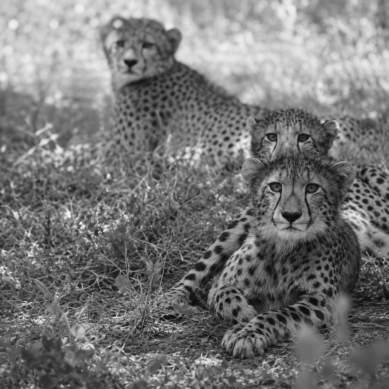 Cheetah KGP-3 Travels 200 Km From Kuno To Rajasthan Sanctuary