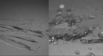 World's Largest Whale Graveyard Found in Indian Ocean: 476 Fossils, New Species, 5.3 Million Years of History