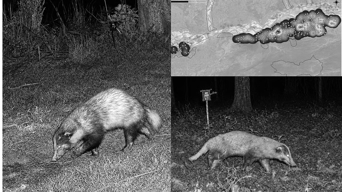 Kaziranga's Hidden Treasure: More Than 55 Rare Hog Badgers Discovered