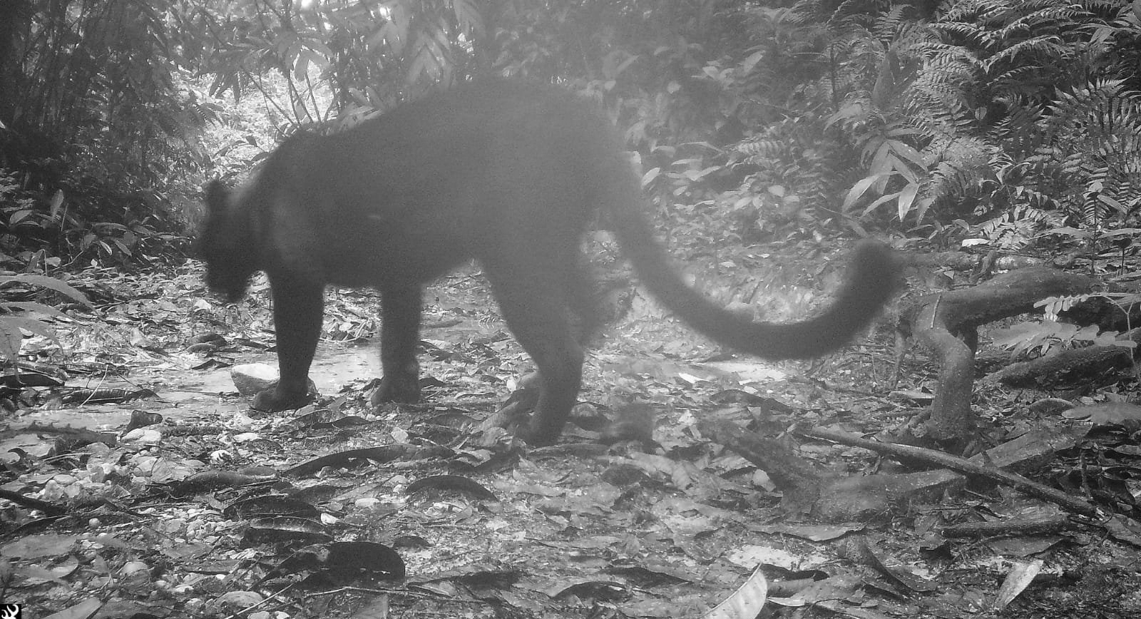 Black Panther Captured on Camera for First Time in Assam's Dulung Reserve Forest