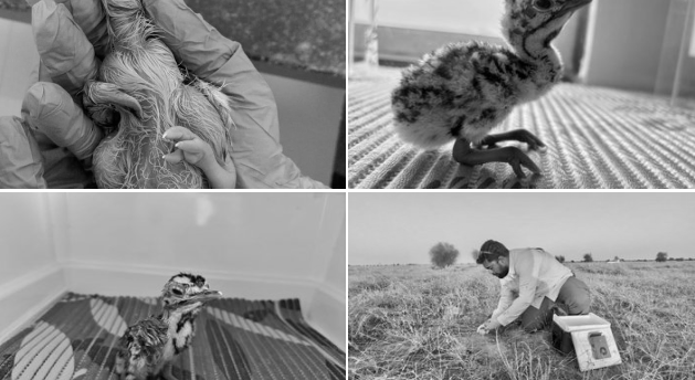 Project Great Indian Bustard Crosses New Milestone, Population Reaches 94