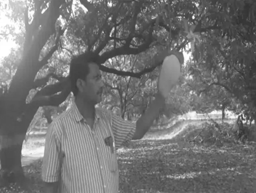 Rare 3.3 Kg Noorjahan Mango Sells For Rs 3,800 In Madhya Pradesh’s Katthiwada