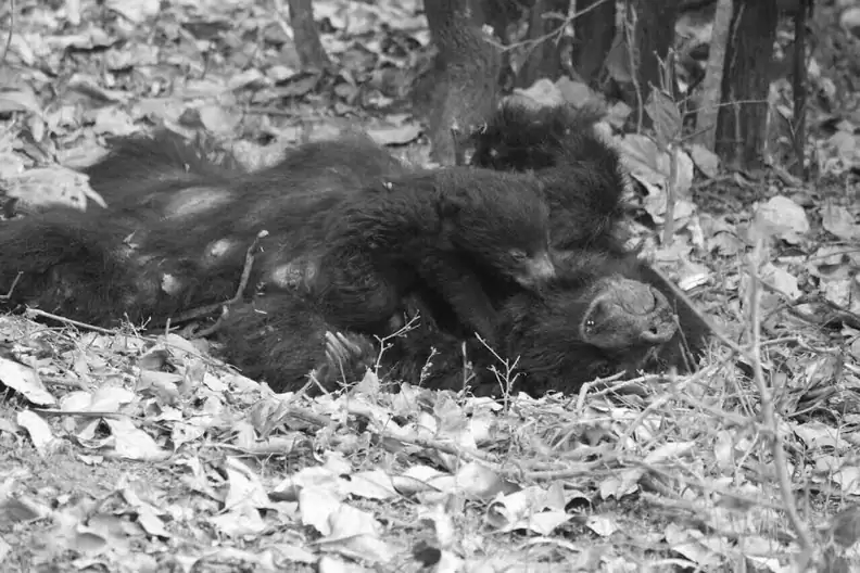 Three Sloth Bears Electrocuted After Live 11 kV Power Line Falls in Chhattisgarh Forest