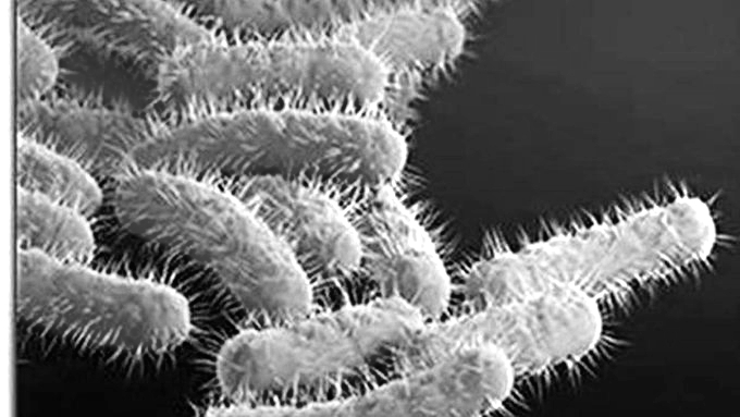 Fresh Shigella Death in Kerala Takes June Toll to Six, Cases Rise to 140
