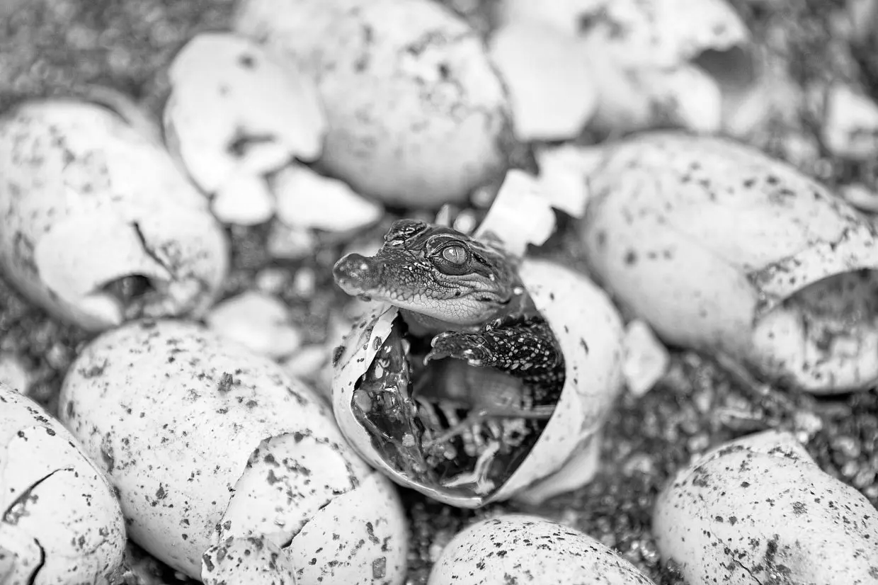 11 Baby Crocodiles Rescued From Water Tank Near Vihar Lake in Mumbai's Bhandup
