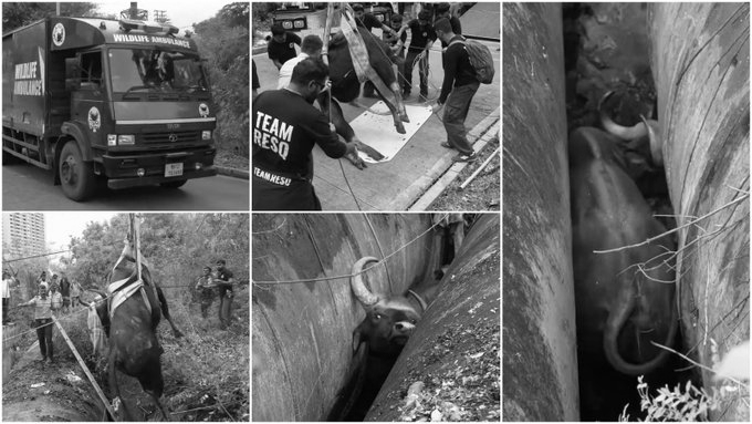 700 Kg Indian Gaur Rescued After Getting Trapped Between Pipelines In Pune