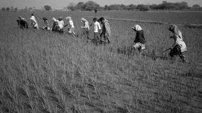 Kharif Sowing Declines 21% Amid Weak Monsoon, Raising Food Security Concerns