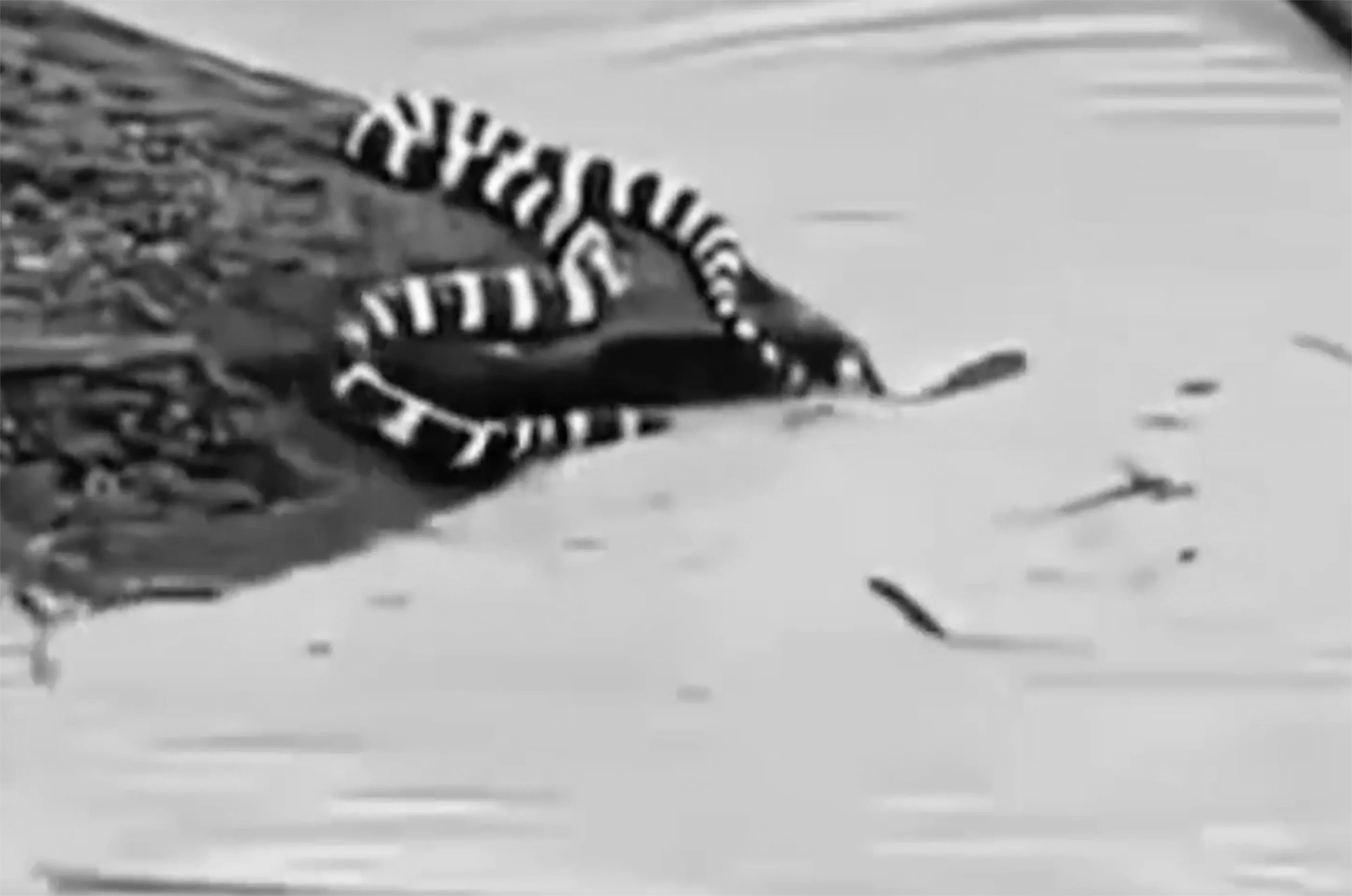 Dinner, Not Danger? China's Typhoon Maysak Frees 900 Snakes as Some Locals Eye a Meal