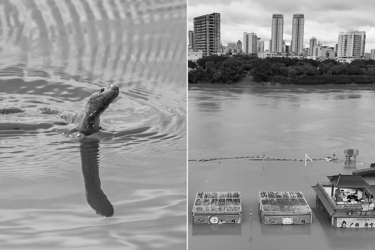 Dinner, Not Danger? China's Typhoon Maysak Frees 900 Snakes as Some Locals Eye a Meal