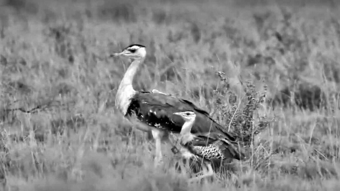 Rare Hope Takes Wing as Second Great Indian Bustard Chick Survives in Kutch