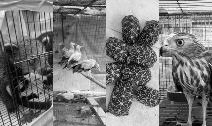 CBI-DRI Crackdown Hits Wildlife Trafficking Network, 53 Protected Species Rescued