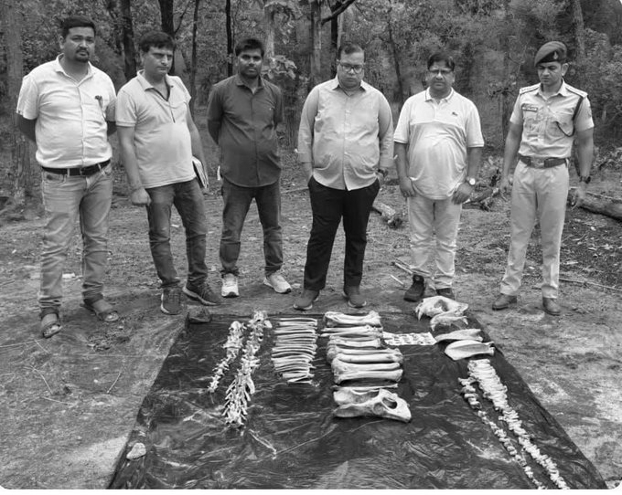 Tiger Skeleton Found in Bandhavgarh as MP's Big Cat Death Toll Reaches 42