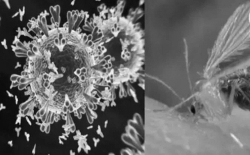 Chandipura Virus Outbreak: 7 Cases Confirmed, 3 Children Dead, Health Measures Intensified