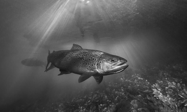 Nature’s Balance At Risk? Monster Fish 20 Times Bigger Found Near Scottish Salmon Farms