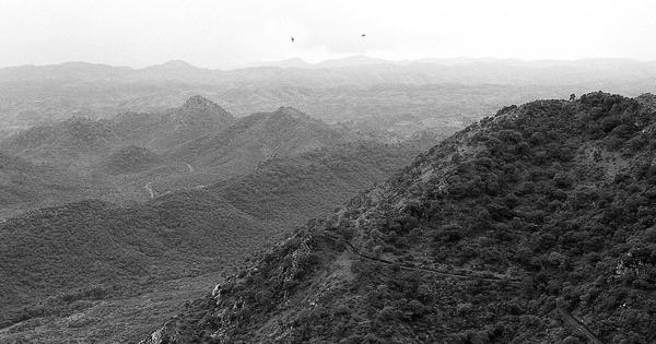 SC Panel Urged to Stop Rajasthan's Shahbad Forest Project Over Plan to Cut 1 Lakh Trees