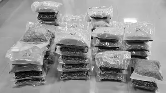 30 Kg Hydroponic Weed Seized at Delhi Airport, Three Arrested in Bangkok Smuggling Bust
