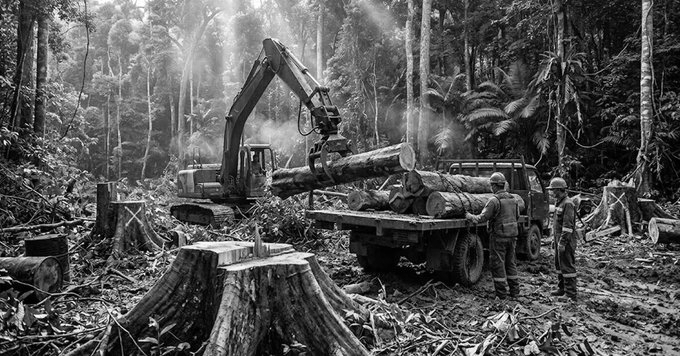 NGT Seeks Report on Alleged Illegal Felling of 273 Teak Trees in Kerala Forest Division