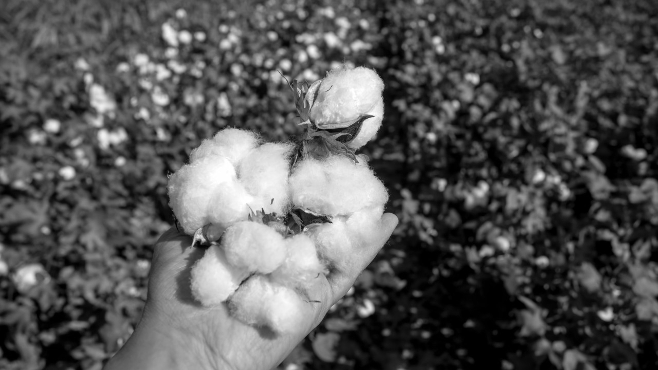 India Has the World's Largest Cotton Area - Can It Become the Most Productive?
