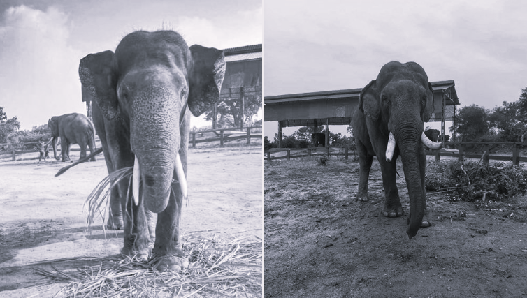 AP Unveils Multi-Pronged Plan to Curb Human-Elephant Conflict Along Odisha Border