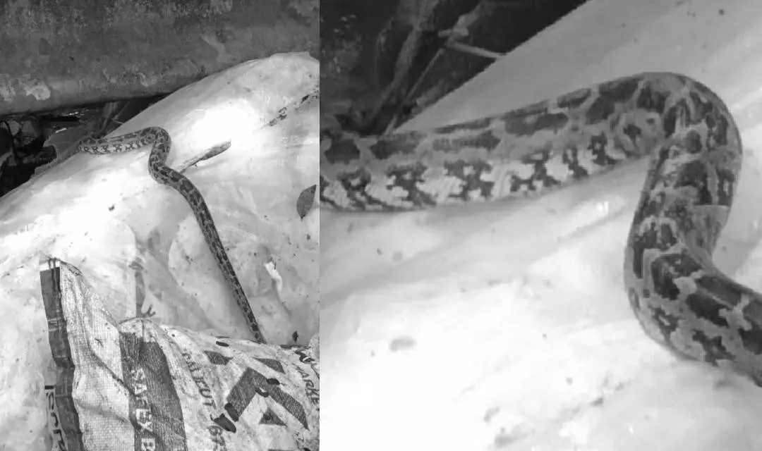 Python Found Hidden in Plastic Waste at Kerala Collection Centre, Probe Launched