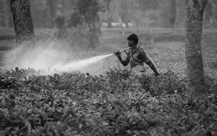 Pesticides Management Bill 2026 Draft To Replace Old Law, Focus On Farmer Safety And Quality Products