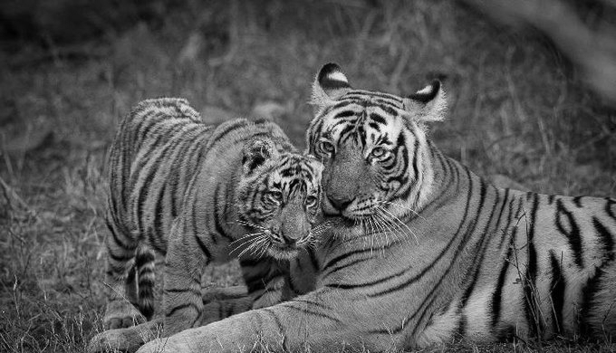 Maharashtra Signs 11 MoUs on International Tiger Day to Boost Conservation and Wildlife Tourism