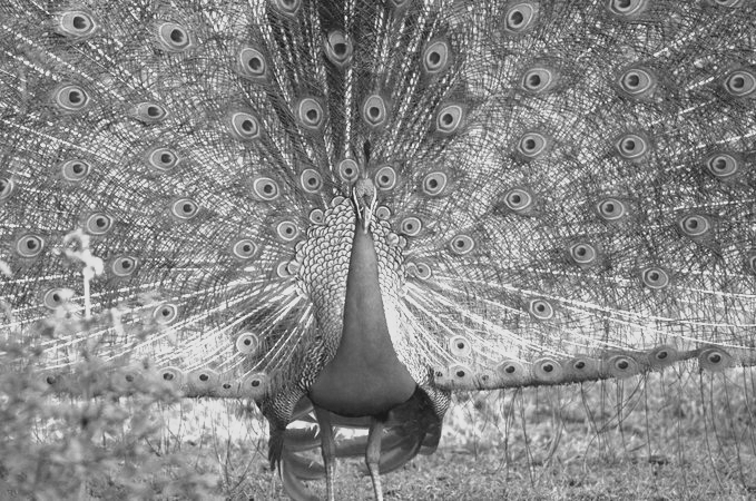 Wildlife Smuggling Suspected After 13 Peacocks Go Missing in South 24 Parganas
