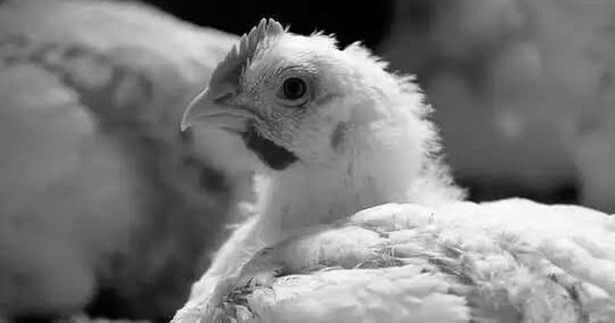 Tamil Nadu Chicken Traders Drop Indefinite Strike After Breakthrough on Feed Practices