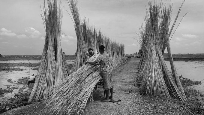 Farmers, Mills Raise Concerns as West Bengal Raw Jute Prices Plunge 50%