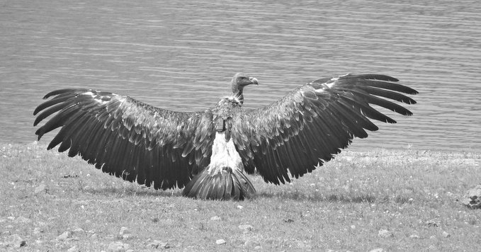 Rehabilitated Indian Vulture Flies Over 1,600 Km, Marking Major Conservation Milestone