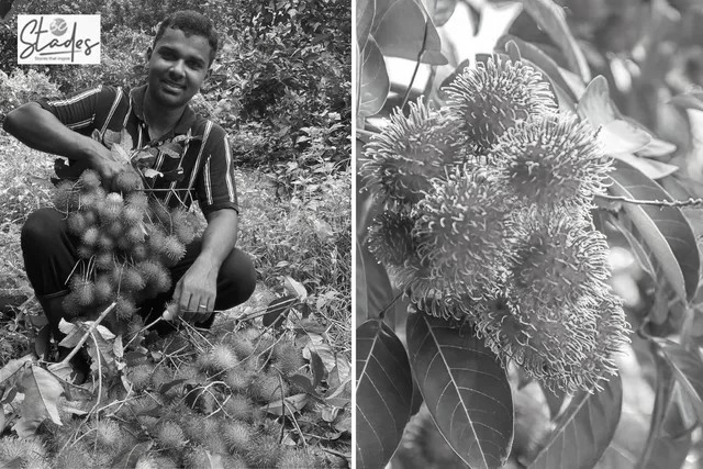 From Rubber to Rambutan: Kerala Farmers Find a Profitable New Cash Crop