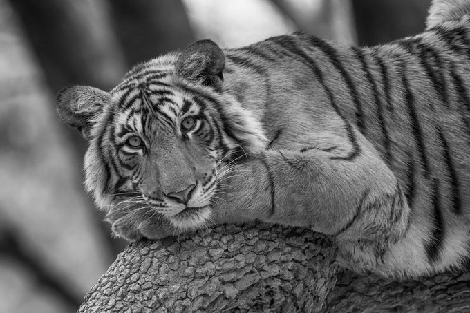 Ranthambore Safari Bookings Surge as 40,000 Register in Two Hours