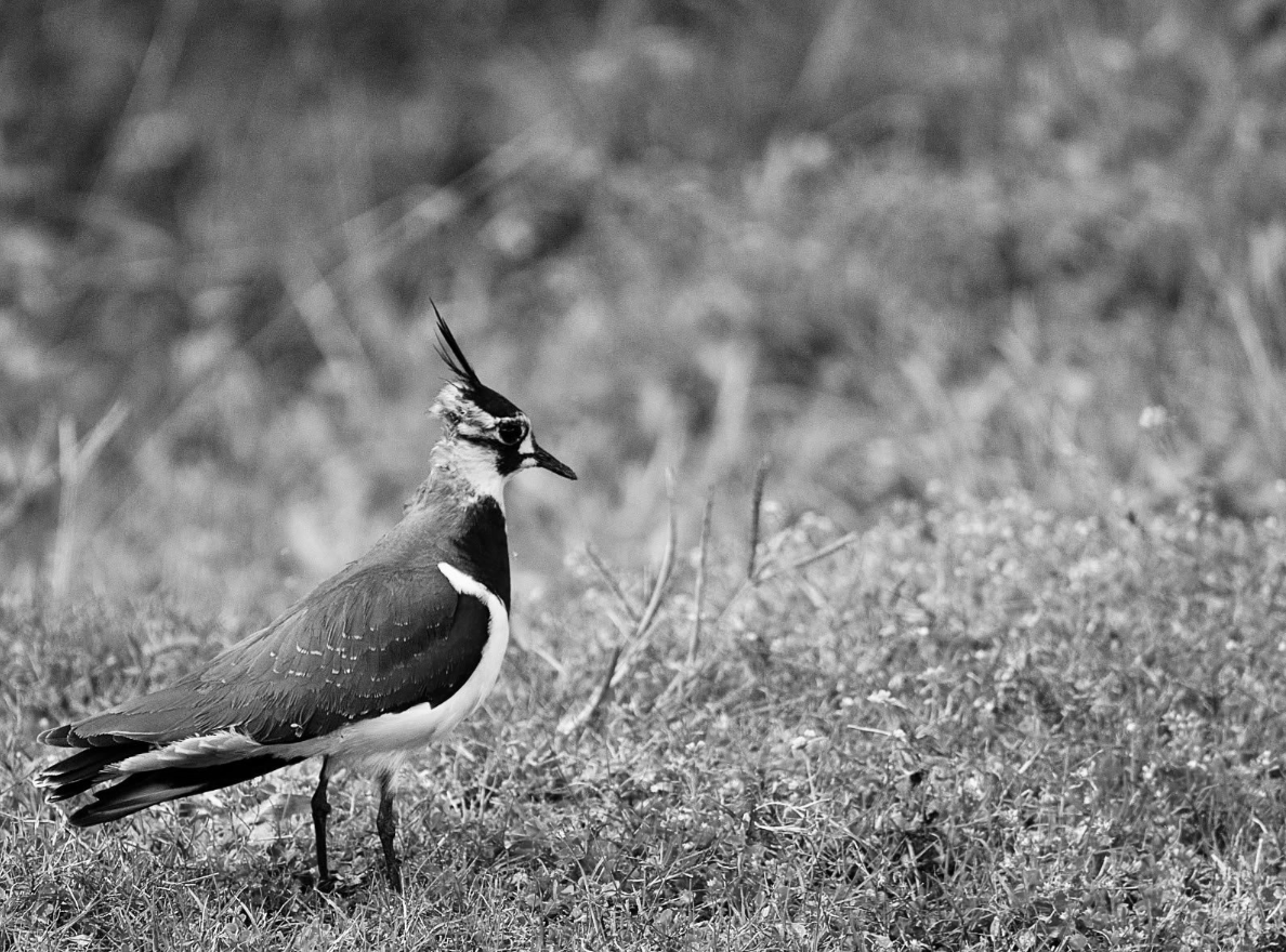 Glaw Lake Becomes Arunachal Pradesh’s First Ramsar Site, India’s 101st Wetland