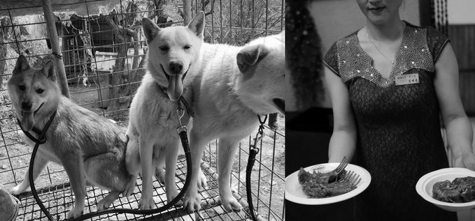 North Korea Fires Missile Ahead Of US South Korea Drills, Advises Dog Meat Soup During Heatwave