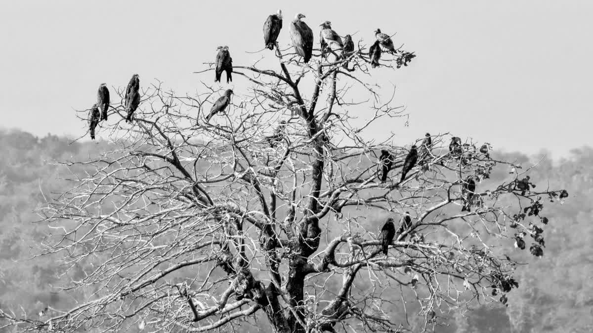 World's First Captive-Bred Slender-Billed Vultures Take Flight In Assam