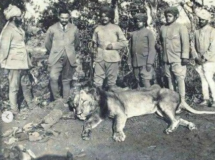 World Lion Day 2026: India Celebrates Asiatic Lion Population Rise Of 70% In A Decade