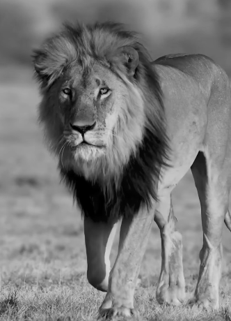 World Lion Day 2026: India Celebrates Asiatic Lion Population Rise Of 70% In A Decade