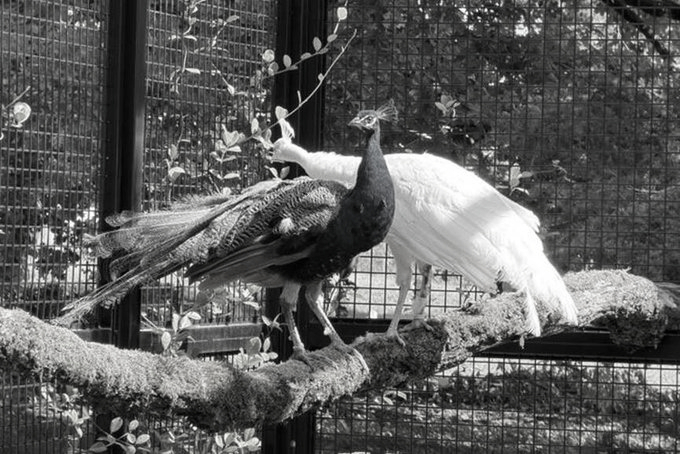 Five Indian Peacocks Arrive at UN Geneva, Reviving a 45-Year-Old Tradition