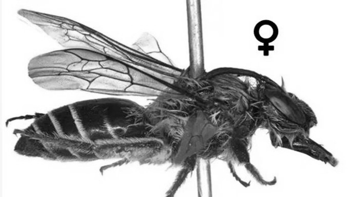 Rare Himalayan Bee Recorded in India for the First Time in Arunachal Pradesh’s Tawang