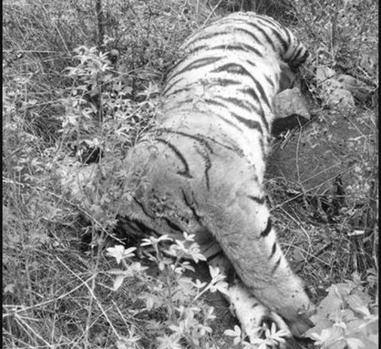 13-Year-Old Tigress Thakurani Dies At Bengal Rescue Centre, Cause Unknown
