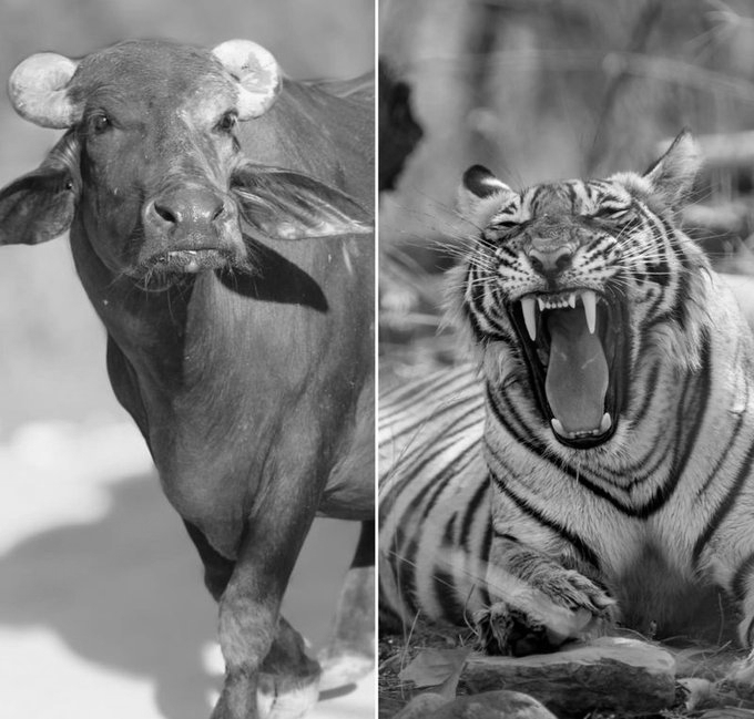 Buffaloes Charge at Tigress, Save Man From Fatal Attack in Madhya Pradesh