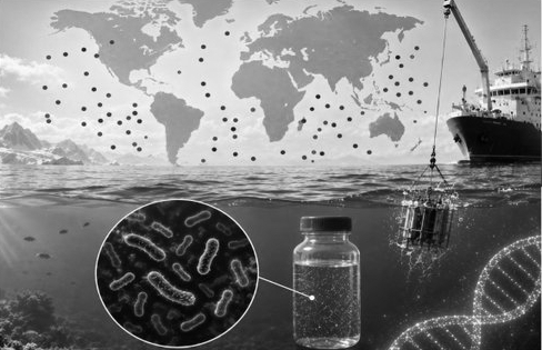 4,600 Ocean Samples Reveal Critical Role of Rare Bacteria in Ecosystem Resilience