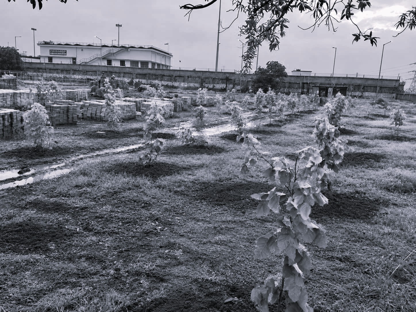 AP Unveils Ambitious Plan to Achieve 50% Green Cover by 2047
