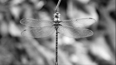 Rare Dragonfly Species Photographed for First Time in Arunachal Pradesh